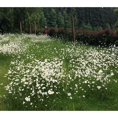 Vakantiehuis In Kollnburg Mit Garten Achslach
