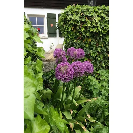 بيت للعطل In Kollnburg Mit Garten